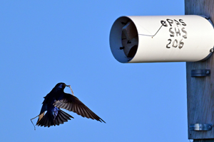 Purple Martin